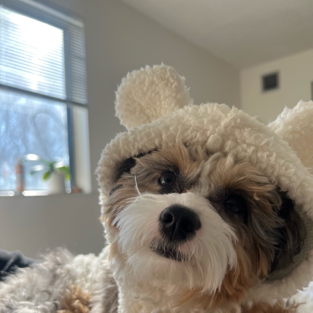 Meet your Posher, Ellen